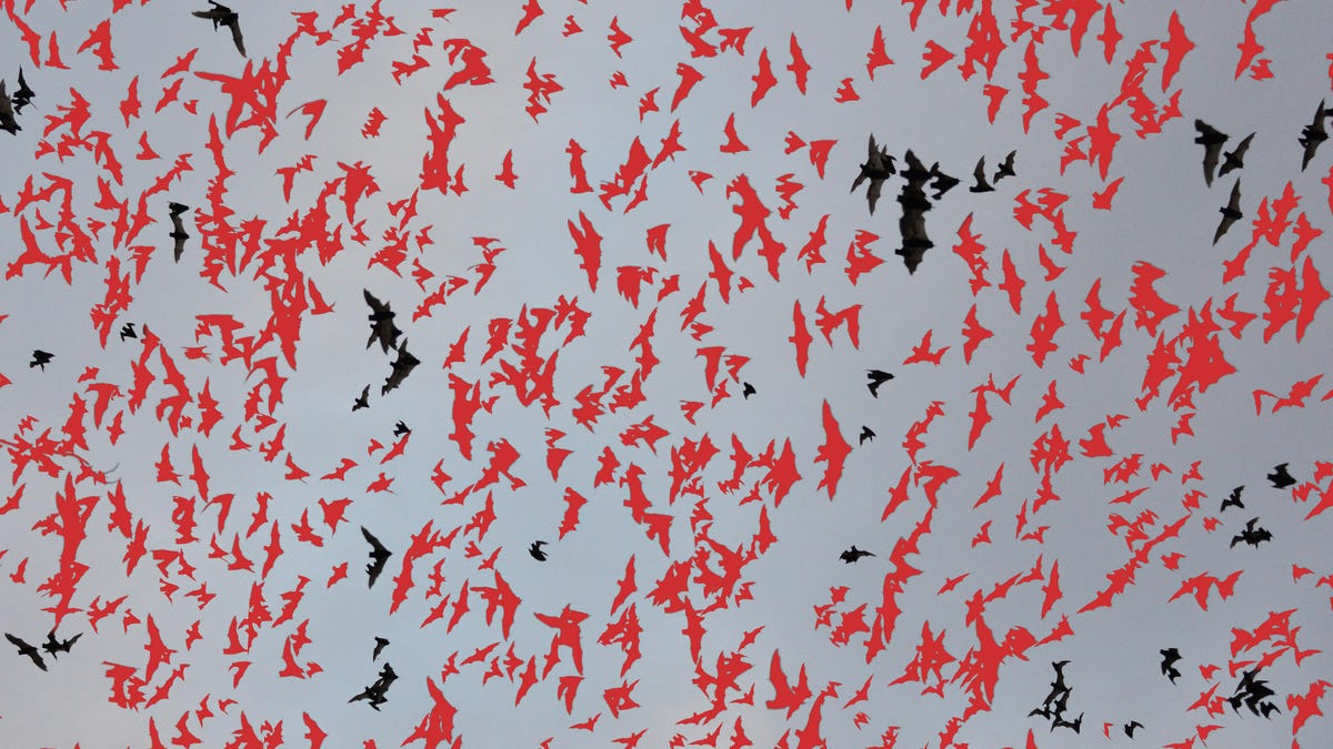 Bats in flight. So many bats.